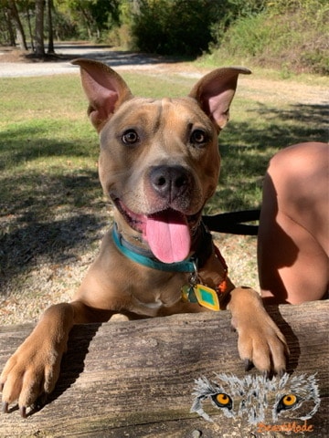 Happy dog at picnic table