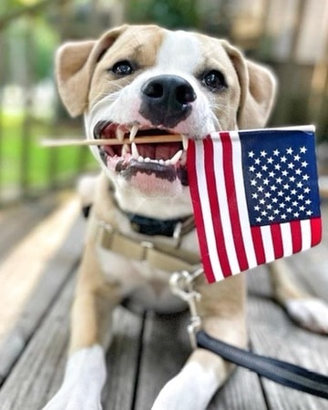 Dog holding American flag — trick training