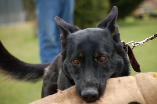 Black dog portrait