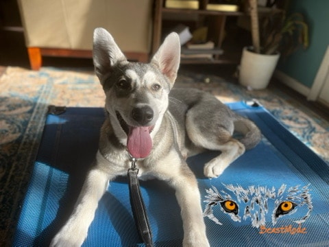 In-Home Training