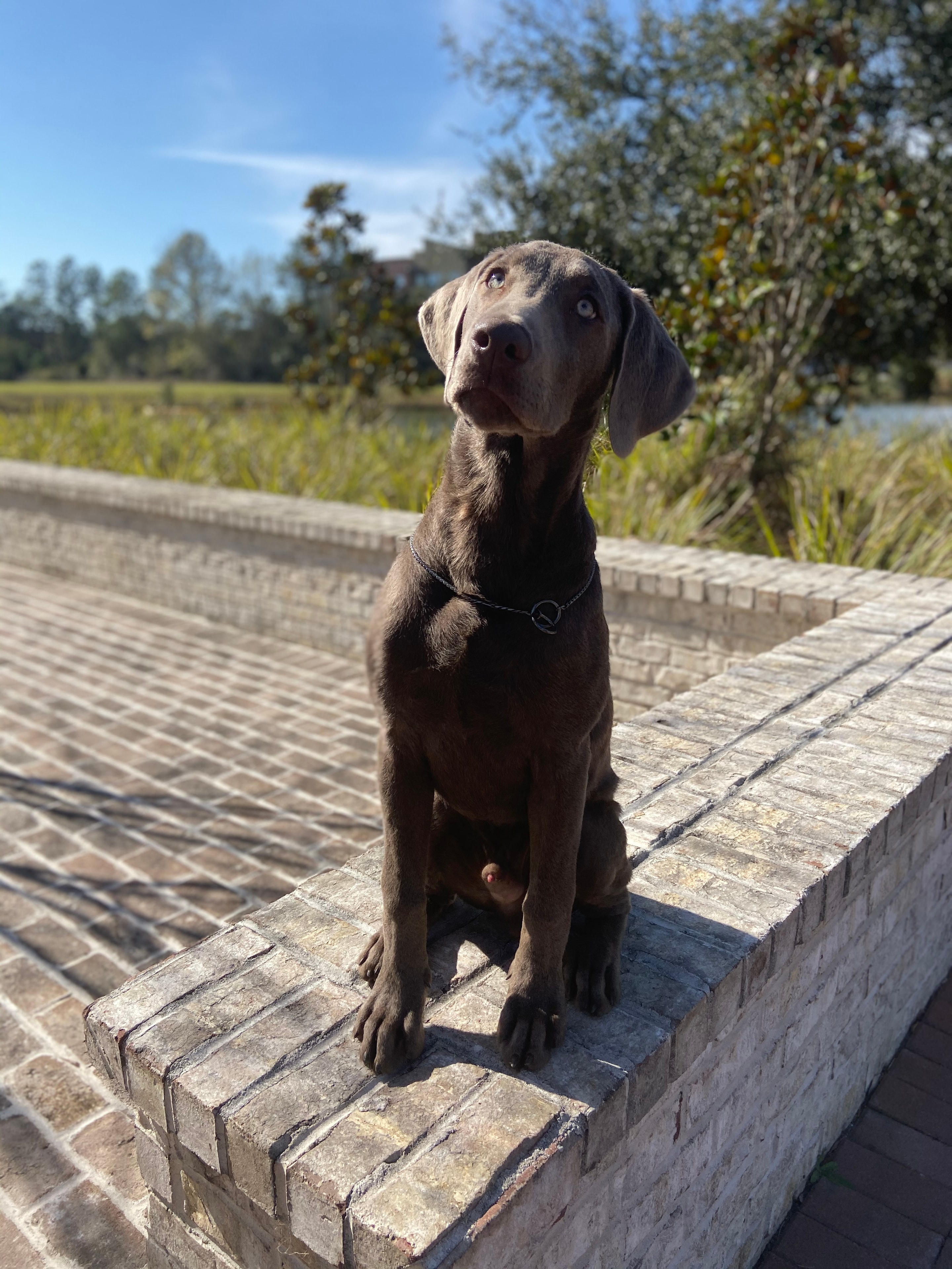 Off-Leash Training