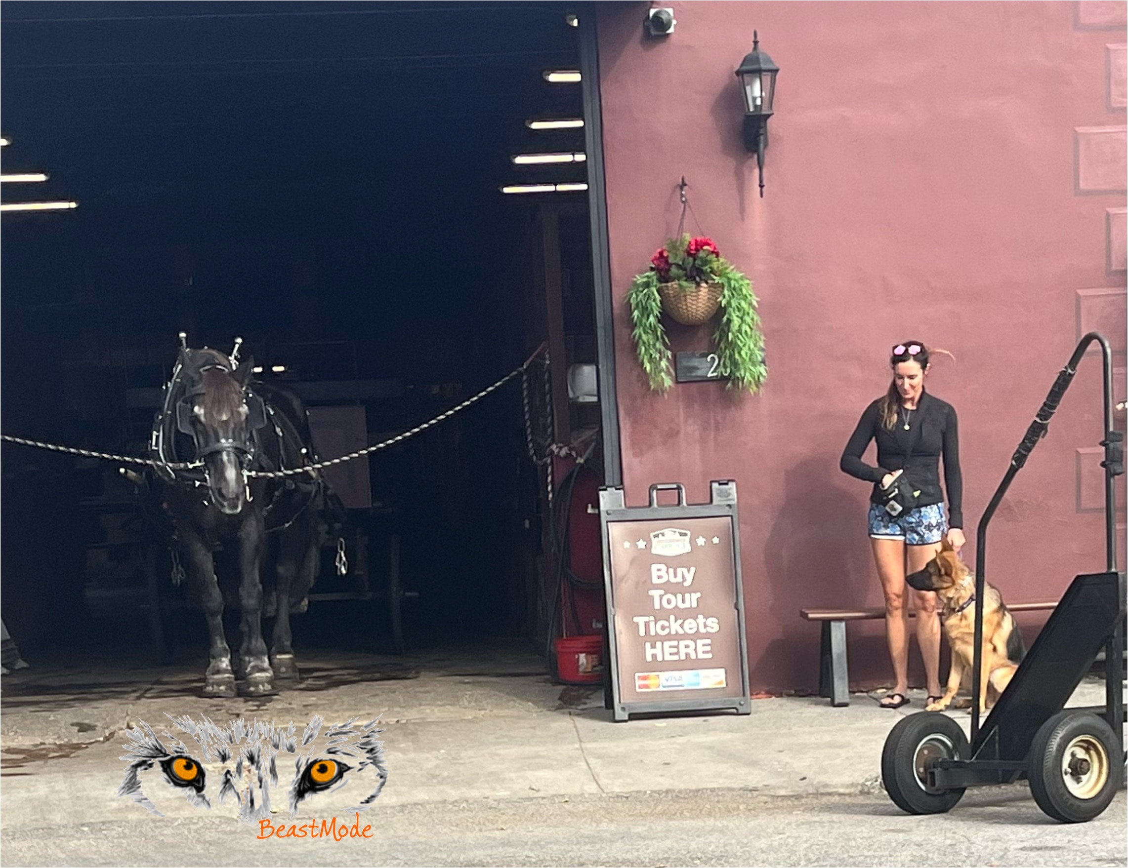 Board & Train — K9 Adventure Camp