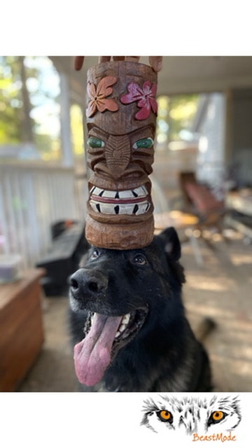 Trick Training & Enrichment
